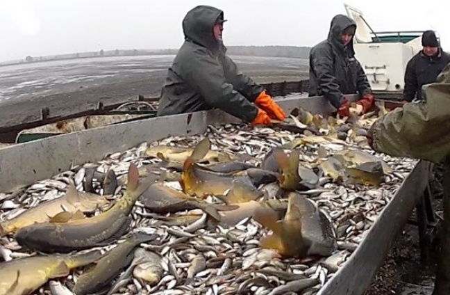 Polska chce być liderem w hodowli ryb słodkowodnych