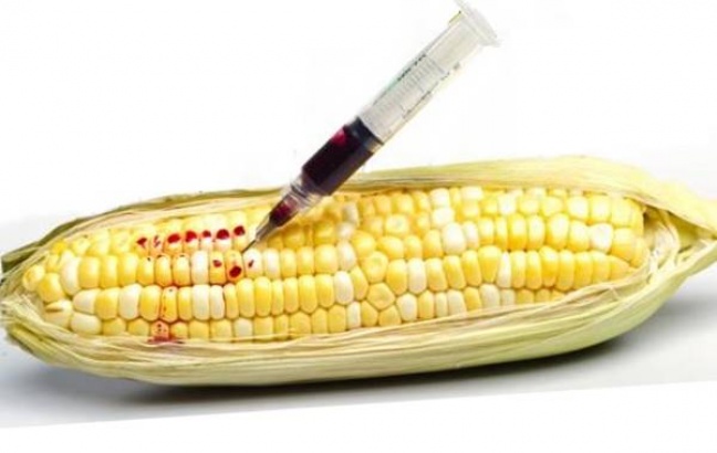 Wydłużyła się lista produktów wolnych od GMO