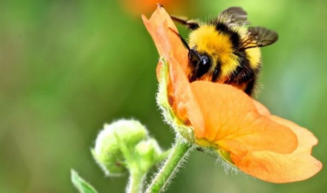 Sadownicy zadowoleni z wiosny, ale zasmuceni brakiem pszczół