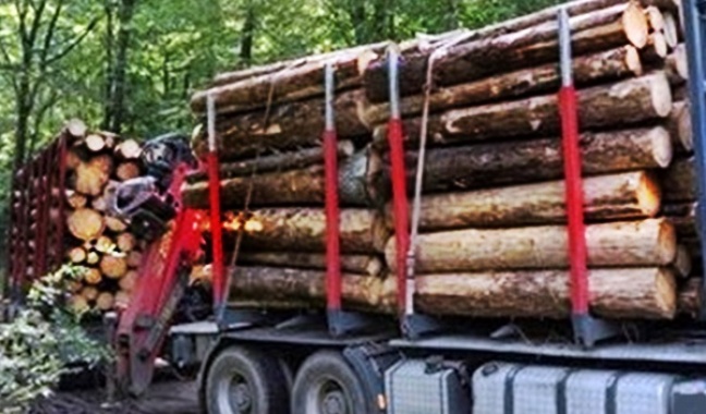 Dyrektor Lasów Państwowych: UE nie będzie nami dyrygować.