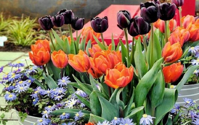 Ukradli tulipany z miejskiej donicy