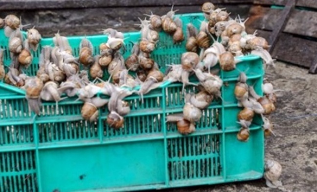 Powróci skup winniczków na Warmii i Mazurach