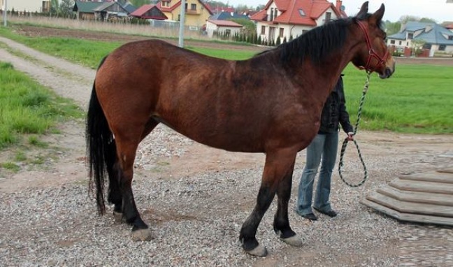 Jadąc na koniu zderzyła się z samochodem