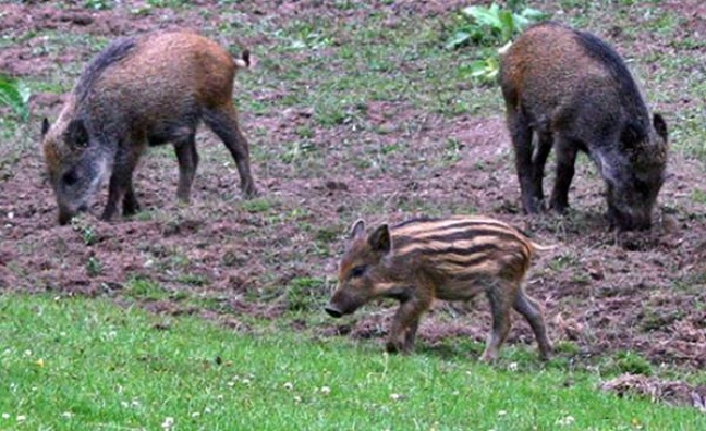 Zmiany w szacowaniu szkód łowieckich