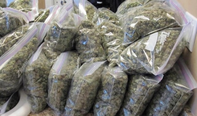 Sałata, a wniej dwie tony marihuany