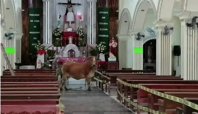 Krowa uciekła meksykańskim rzeźnikom i schowała się w kościele