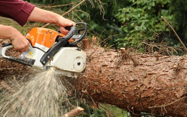 Wycinka drzew w Puszczy Białowieskiej i konsekwencje z UE