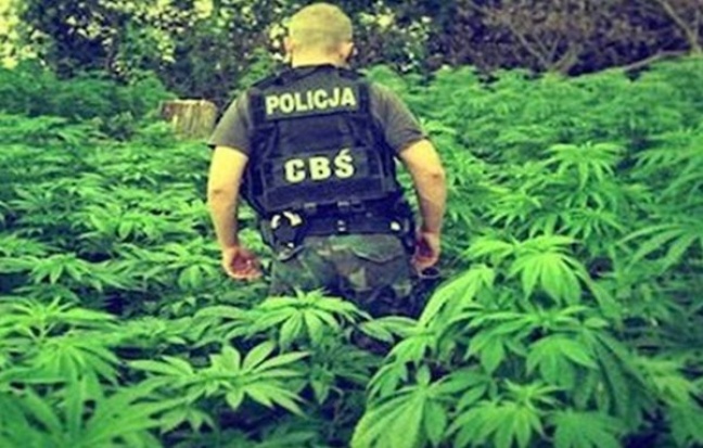 Policjanci przez wiele lat hodowali sobie marihuanę?
