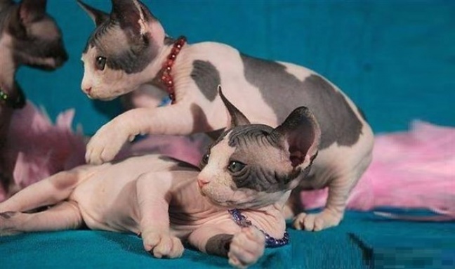 Chcieli przewieźć sfinksy, ale wpadli na granicy