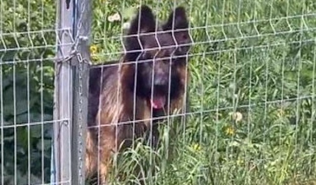 Pogryziony przez psa chłopczyk jest w śpiączce