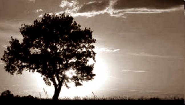 Wyobraźmy sobie świat bez drzew.