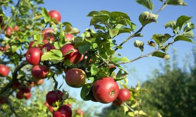 Nowe wymogi sanepidu dla plantatorów owoców