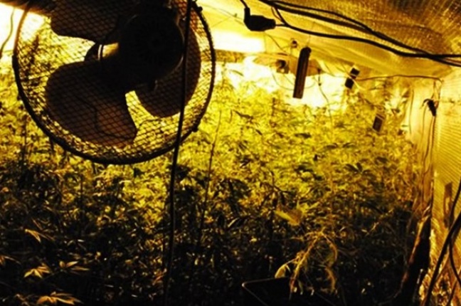 Duża plantacja marihuany na strychu