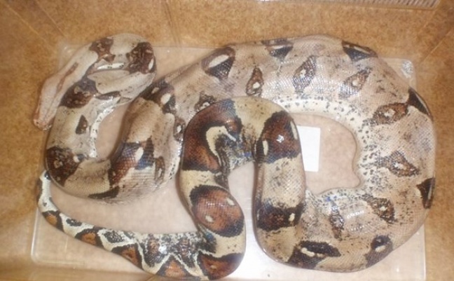 Strach w oczach lokatorów, wąż w bloku!?