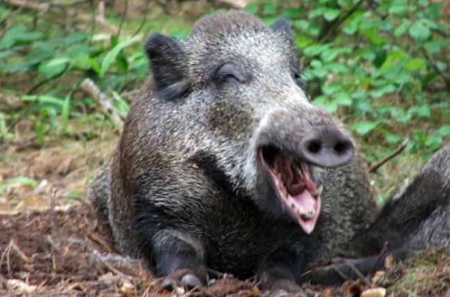 Dwóch chłopców zaatakowanych przez dzika