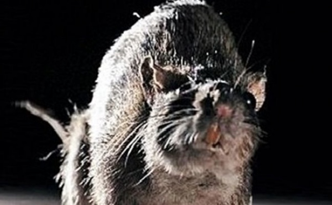 Szczury żywiły się zwłokami w prosektorium